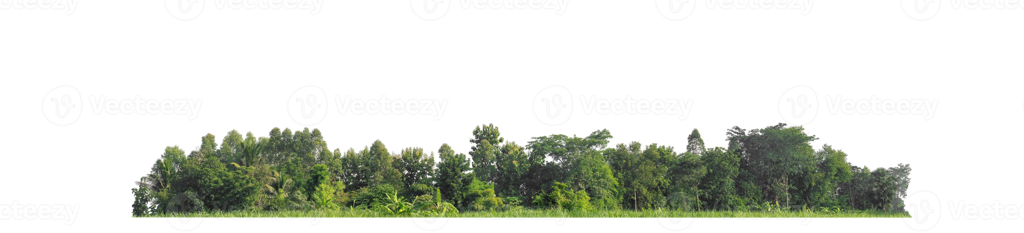 A group of rich green trees High resolution on white background. photo
