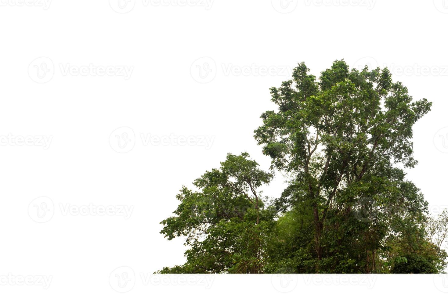 Green Trees isolated on white background.are Forest and foliage in summer for both printing and web pages with cut path and alpha channel photo