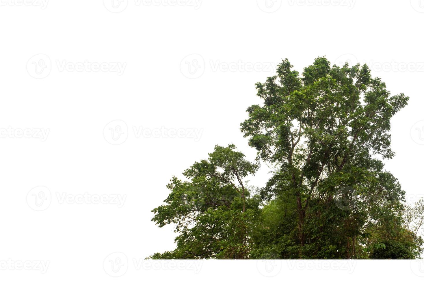 árboles verdes aislados en fondo blanco.son bosques y follaje en verano tanto para impresión como para páginas web con ruta cortada y canal alfa foto