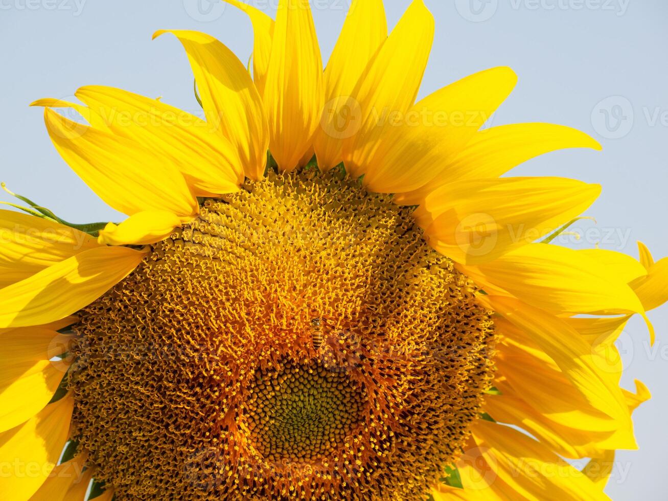 Bee collects nectar from a sunflower photo