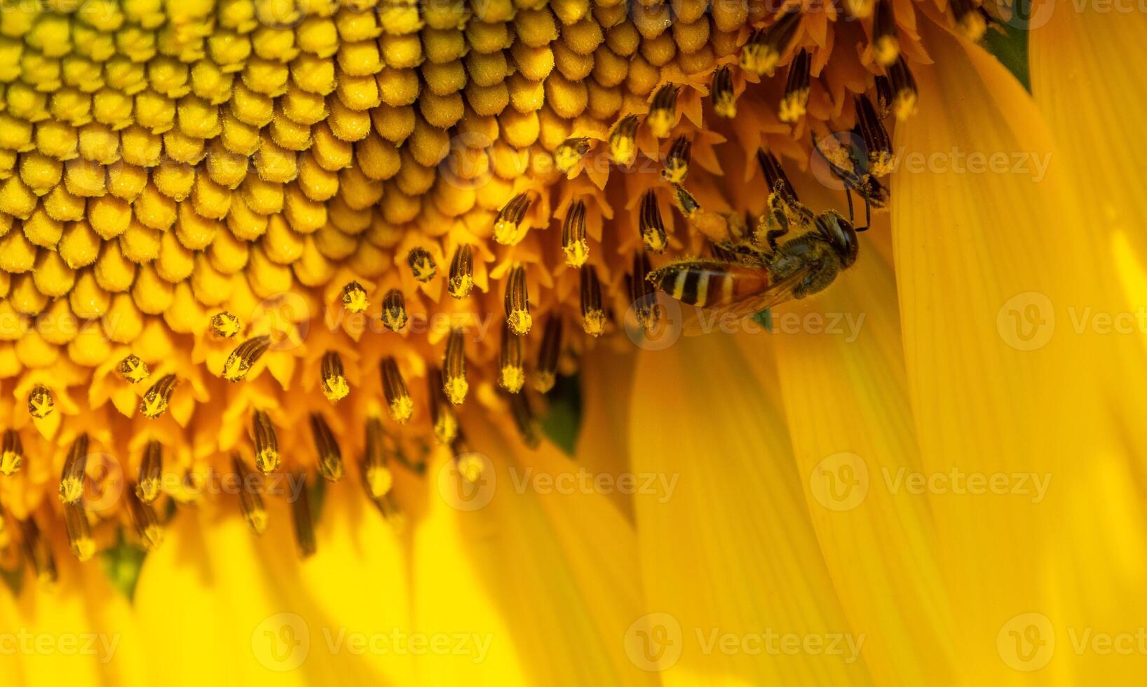 Flying insects gather nectar from sunflower. photo