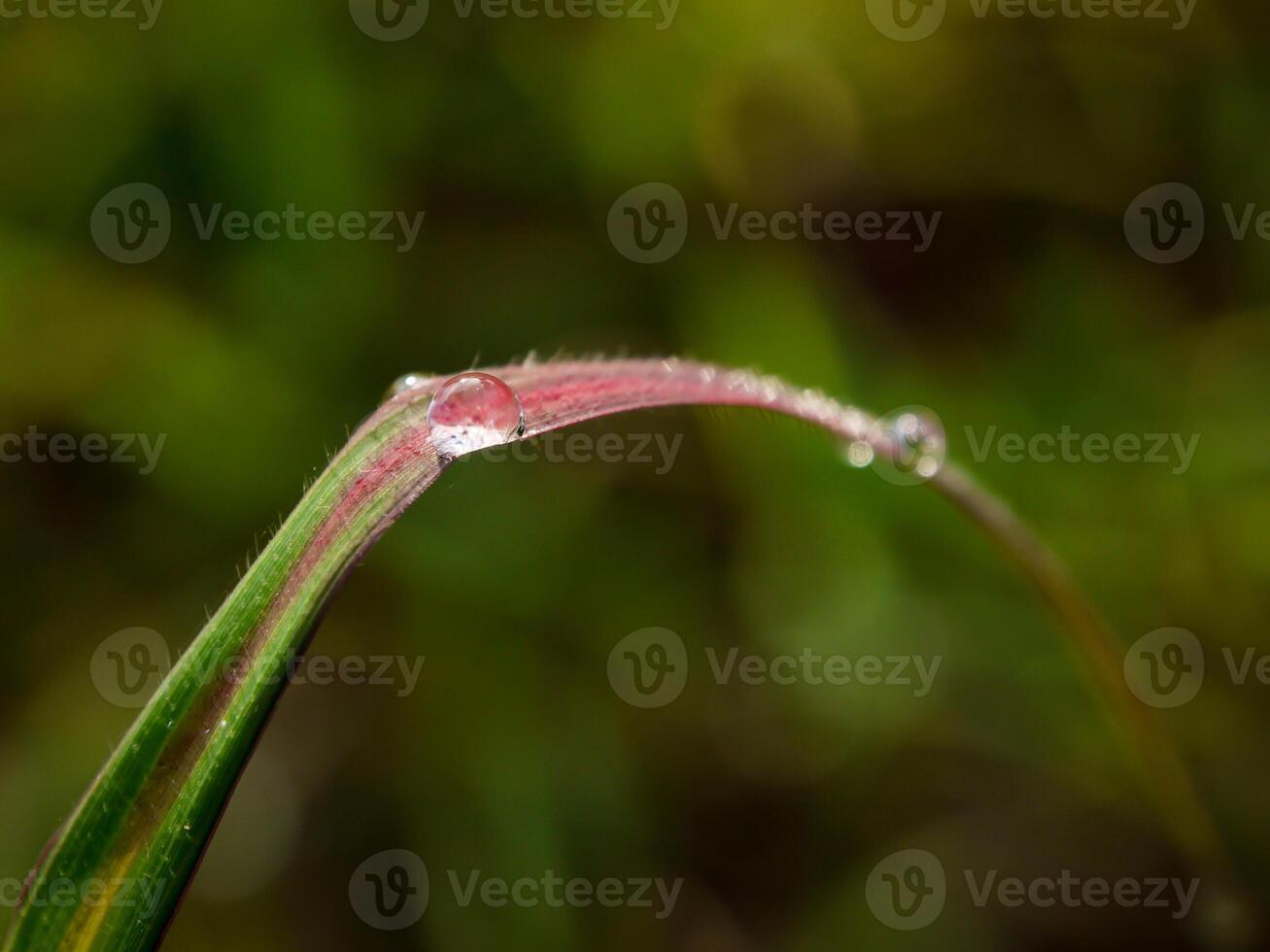 closeup of raindrops on leaves photo