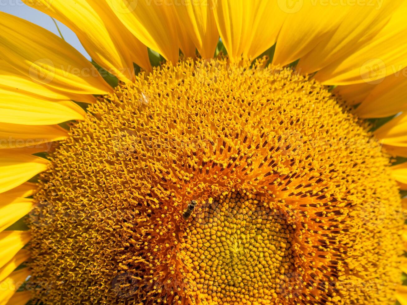 Bee collects nectar from a sunflower photo