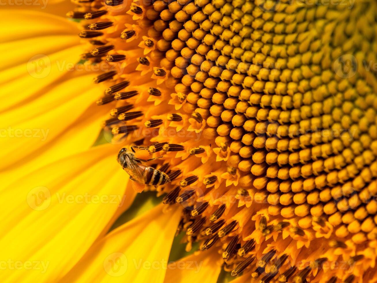 Bee collects nectar from a sunflower photo