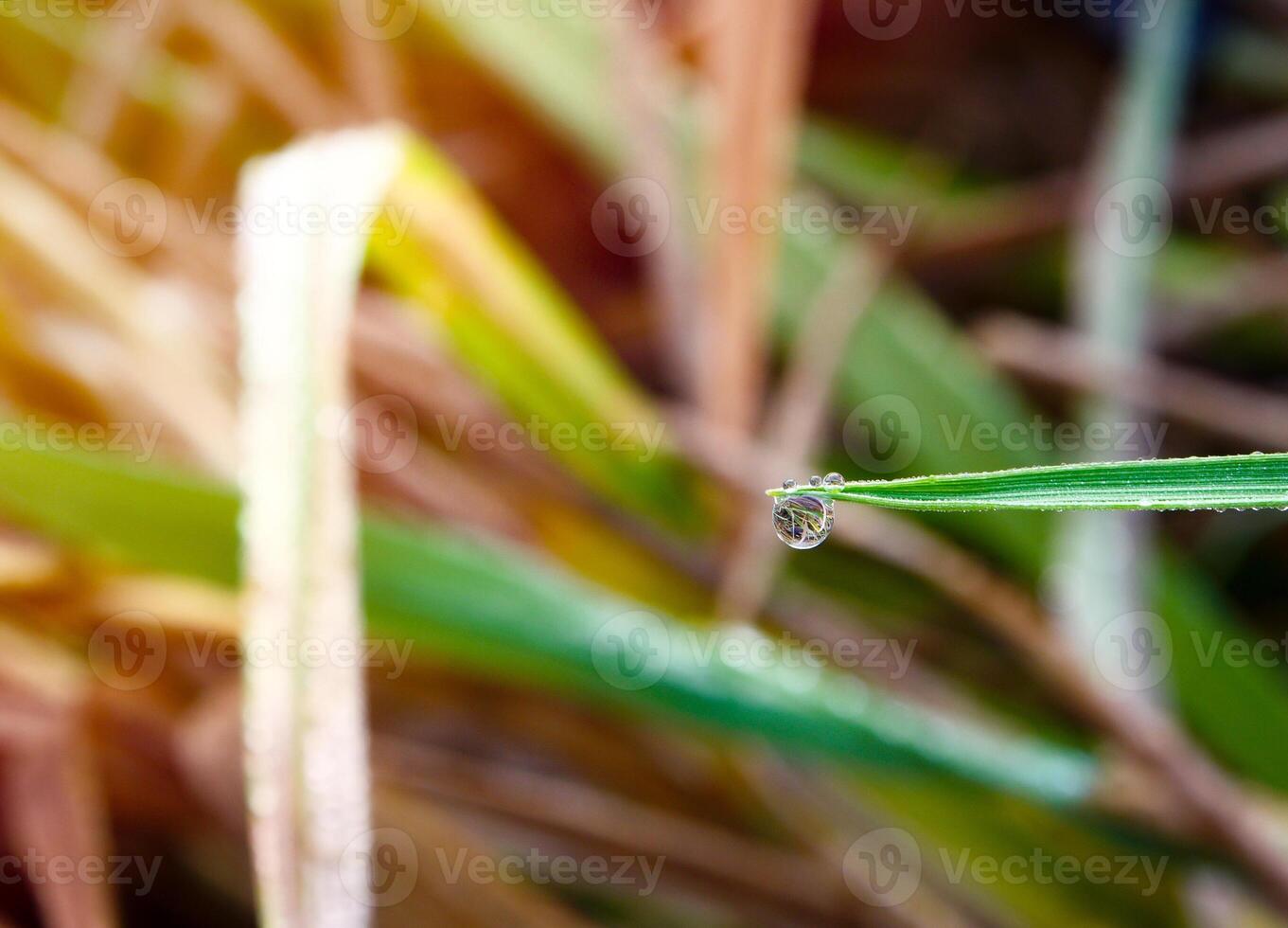 closeup of raindrops on leaves photo