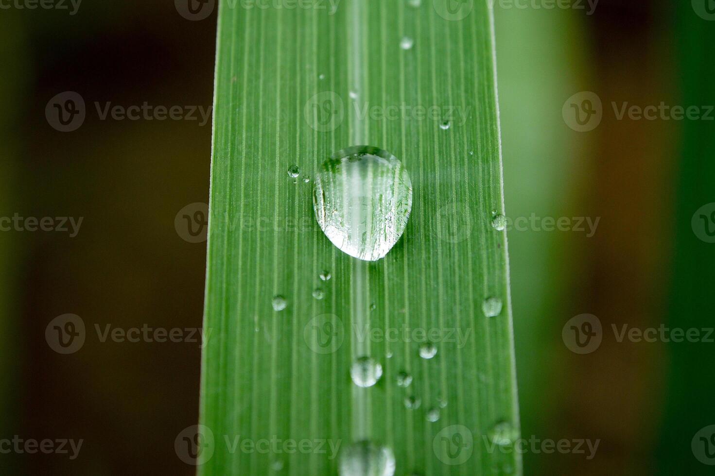 closeup of raindrops on leaves photo