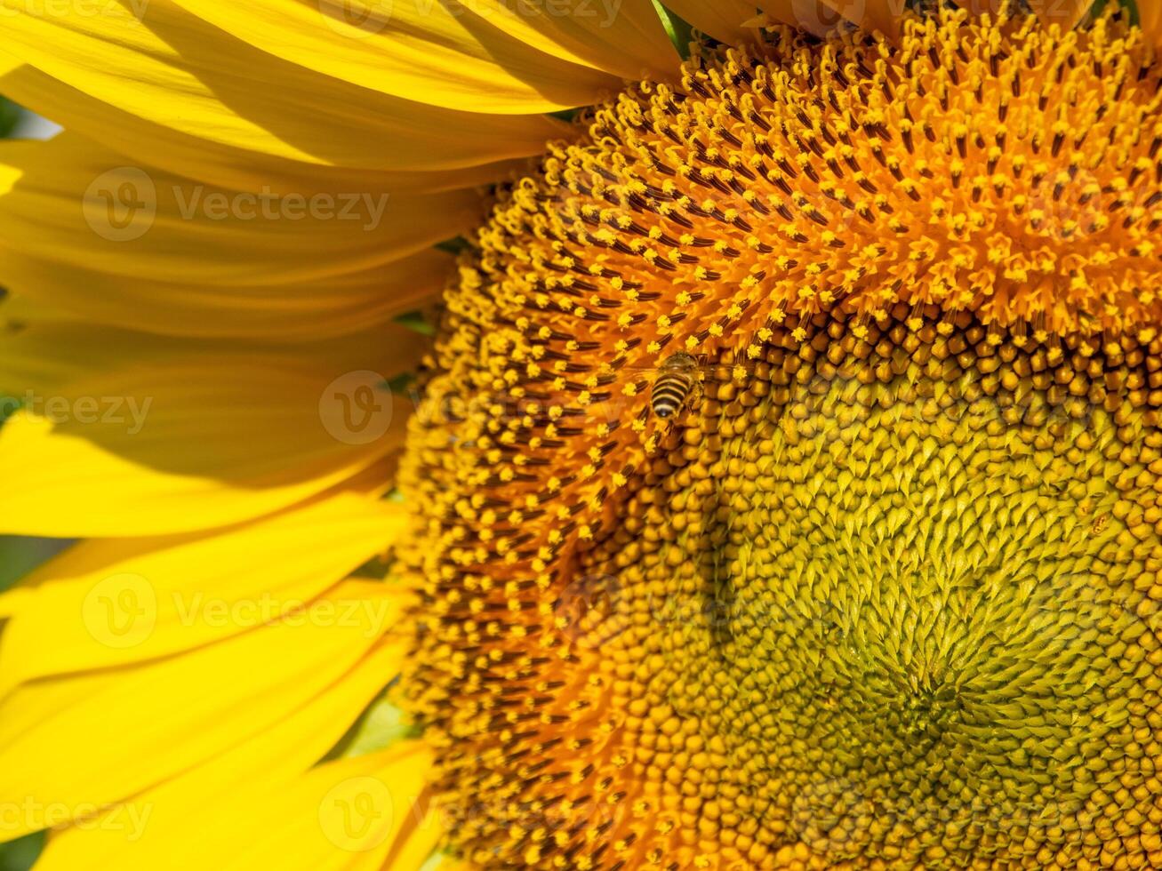 Bee collects nectar from a sunflower photo