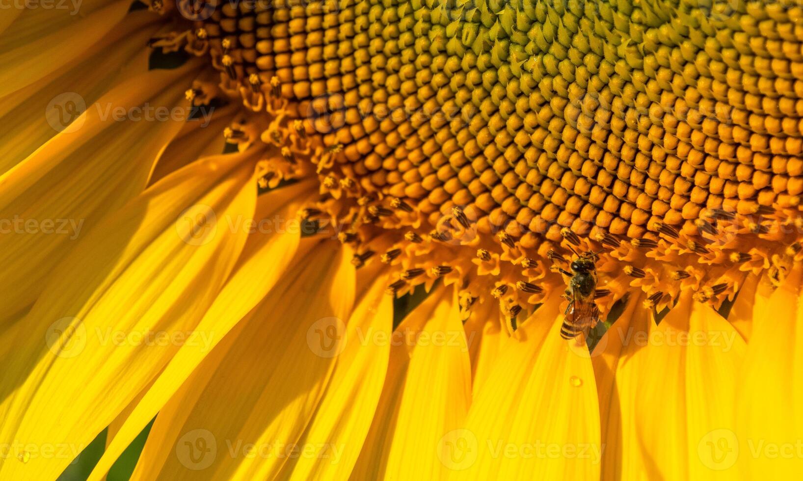 Bee collects nectar from a sunflower photo