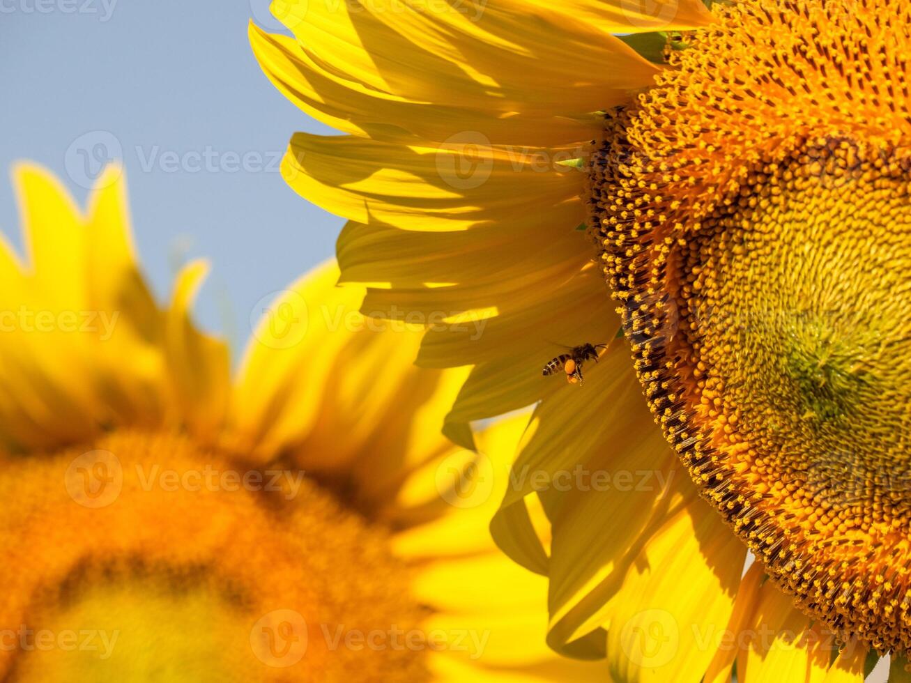 Bee collects nectar from a sunflower photo