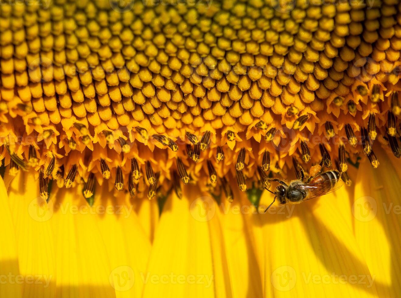 Flying insects gather nectar from sunflower. photo