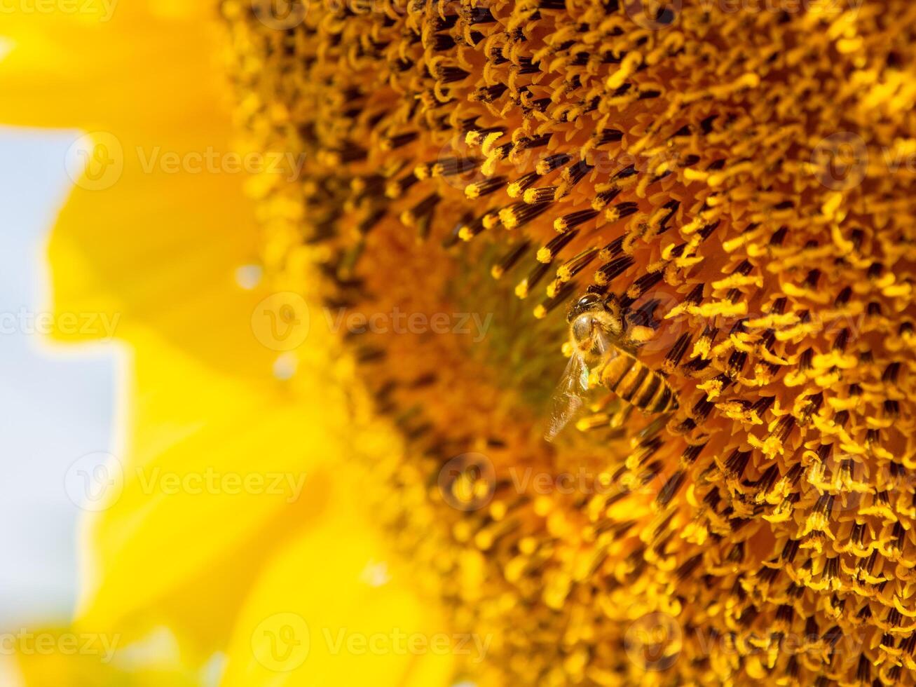 Bee collects nectar from a sunflower photo