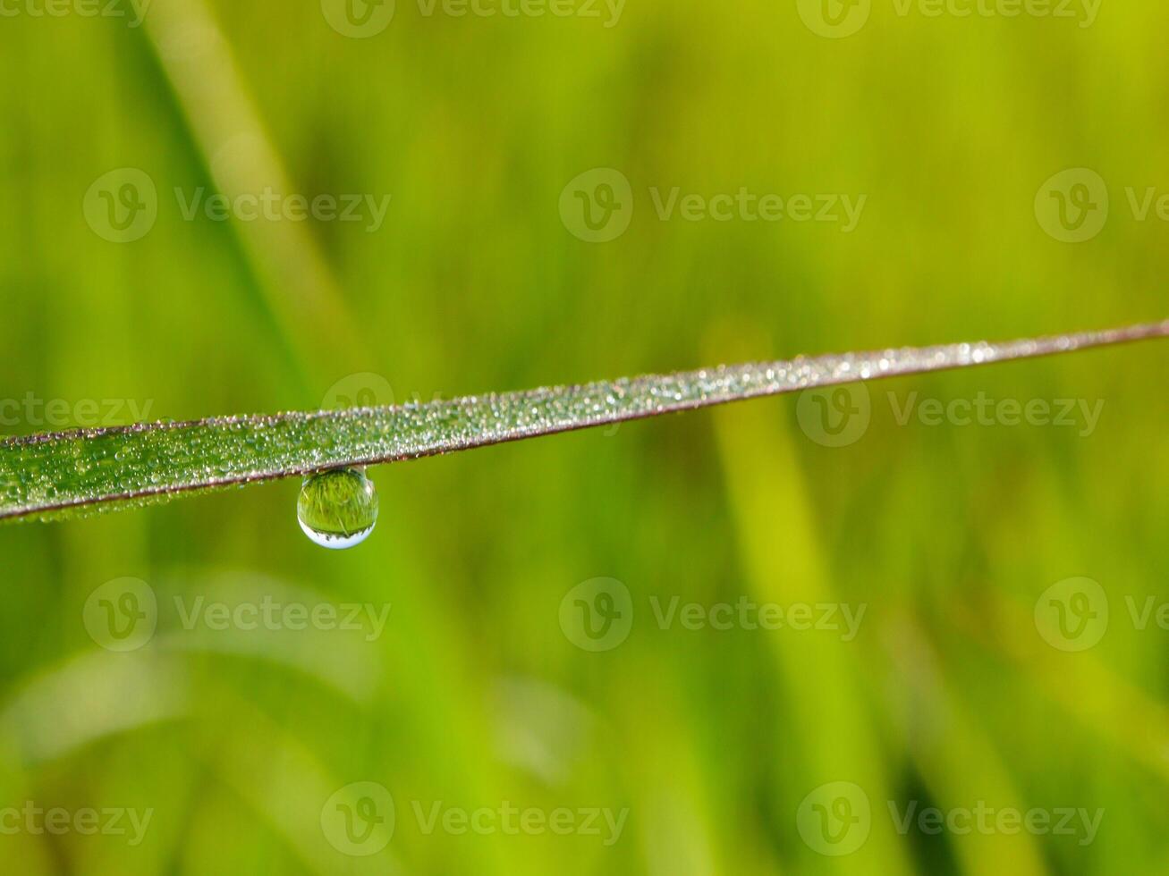 closeup of raindrops on leaves photo