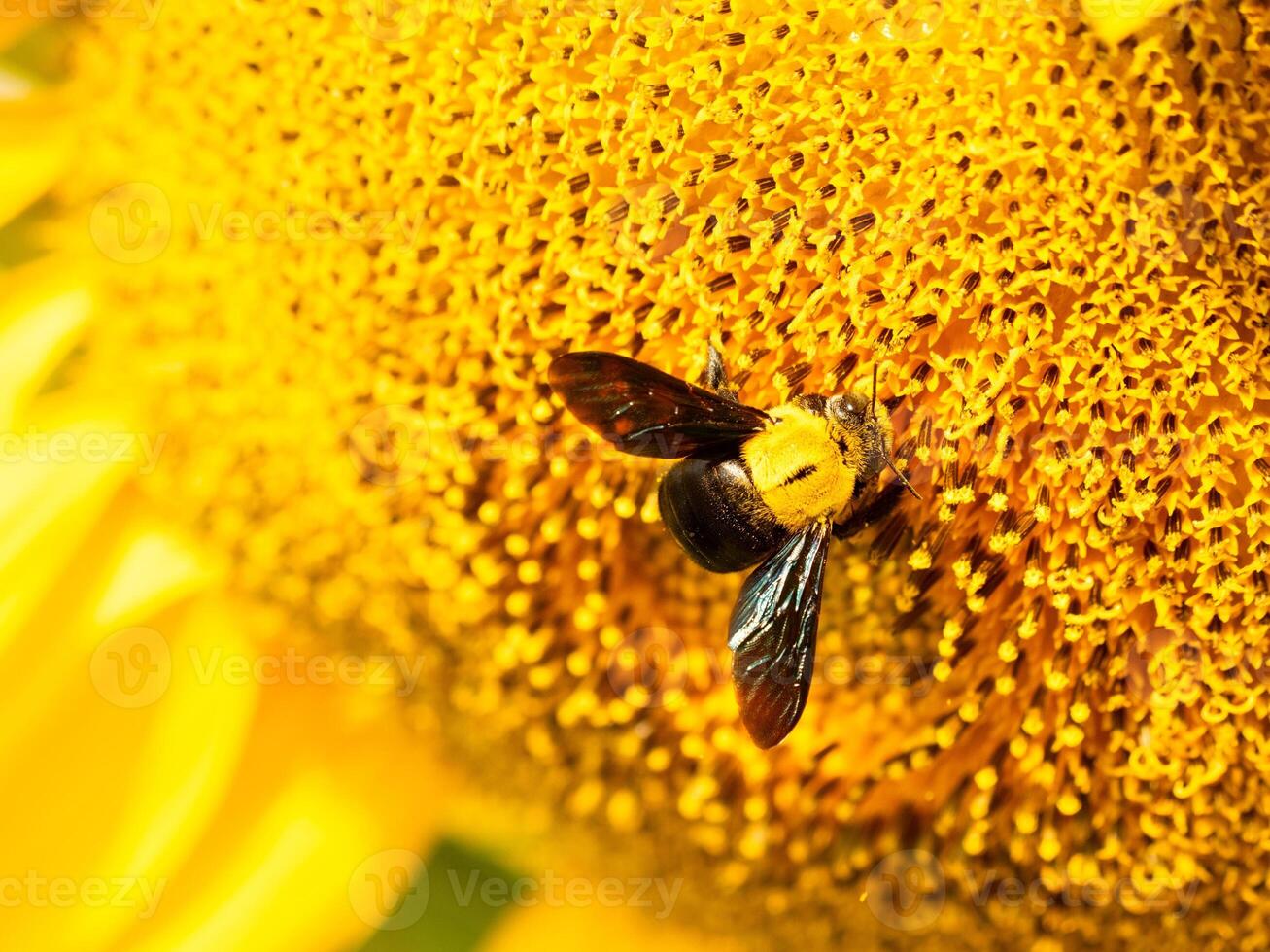 Bee collects nectar from a sunflower photo