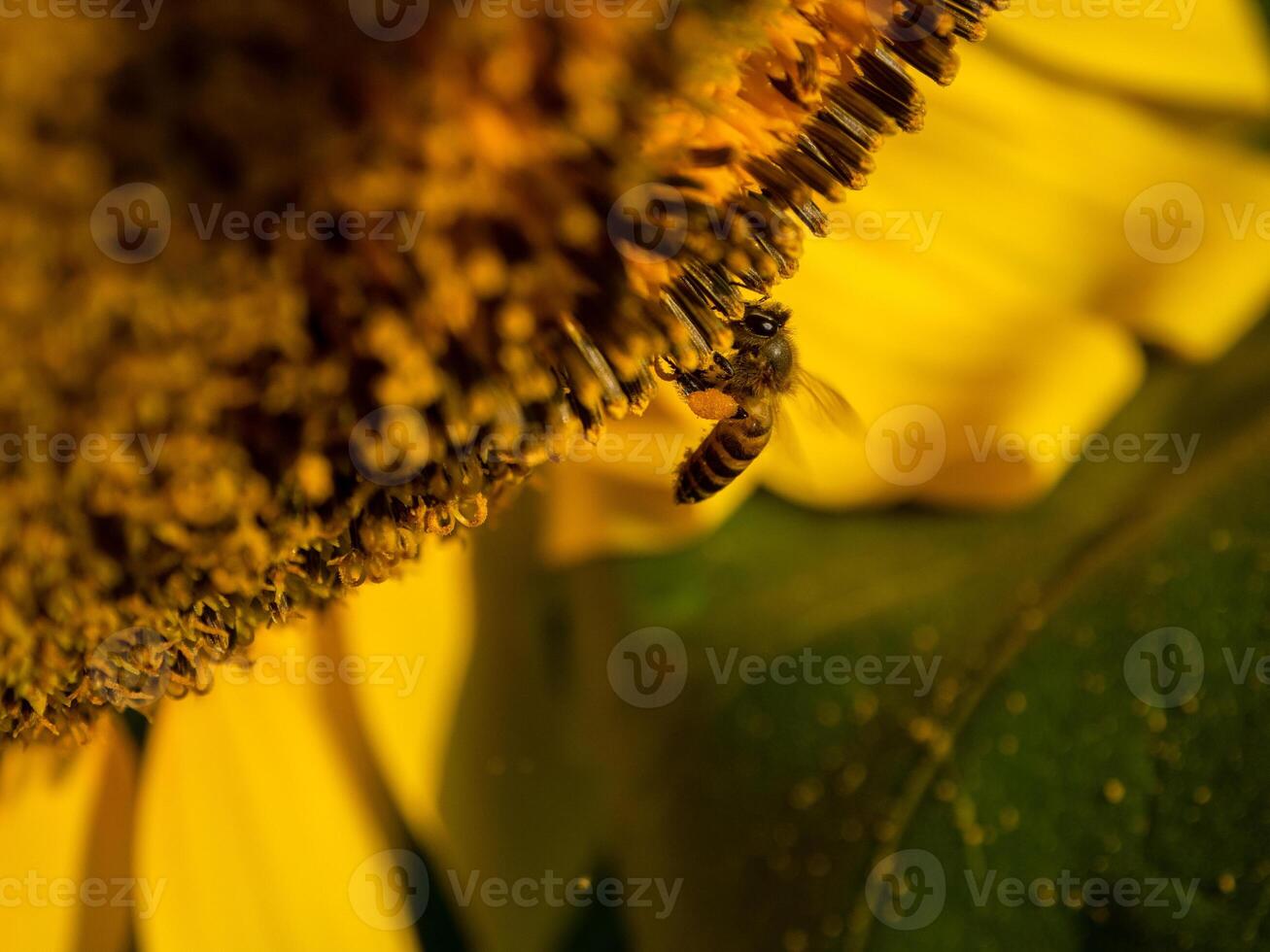 abeja recoge néctar desde un girasol foto
