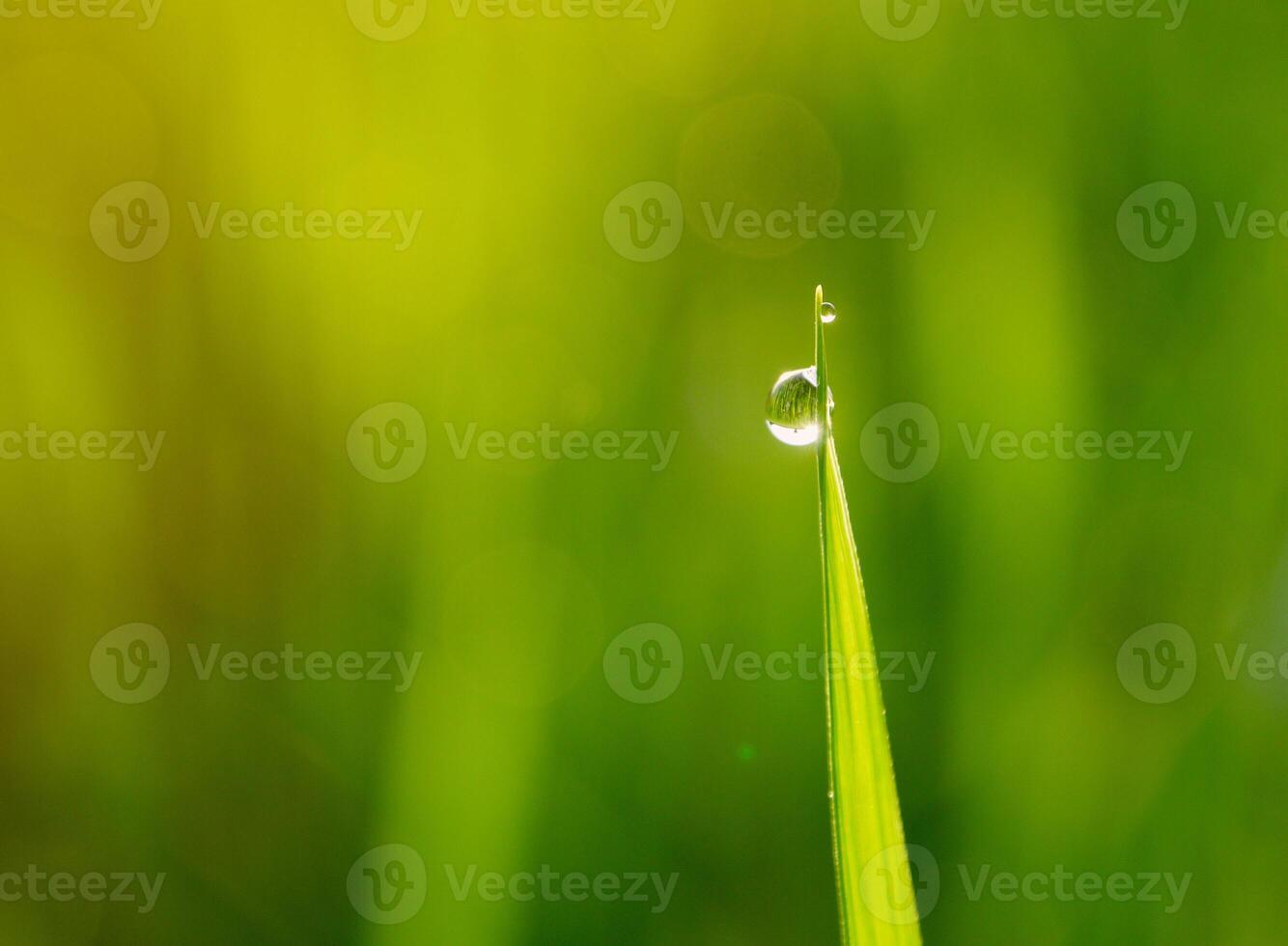 closeup of raindrops on leaves photo