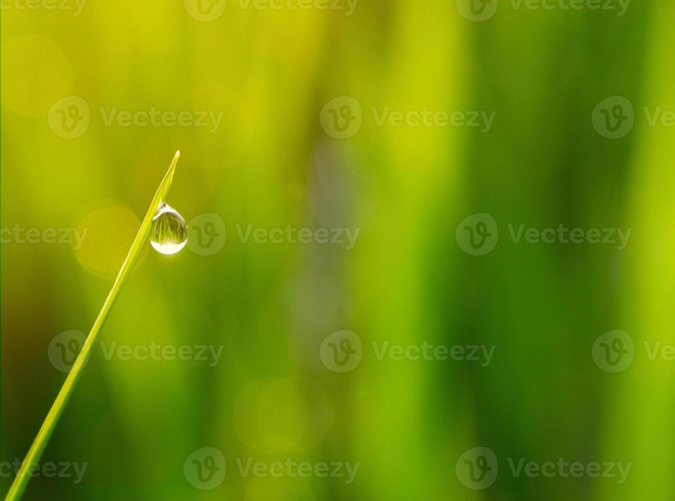 closeup of raindrops on leaves photo