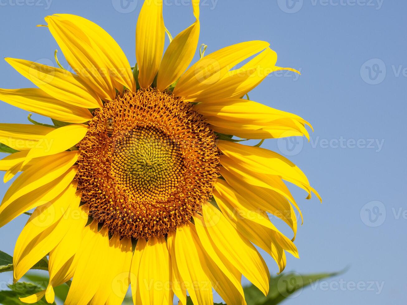 Bee collects nectar from a sunflower photo