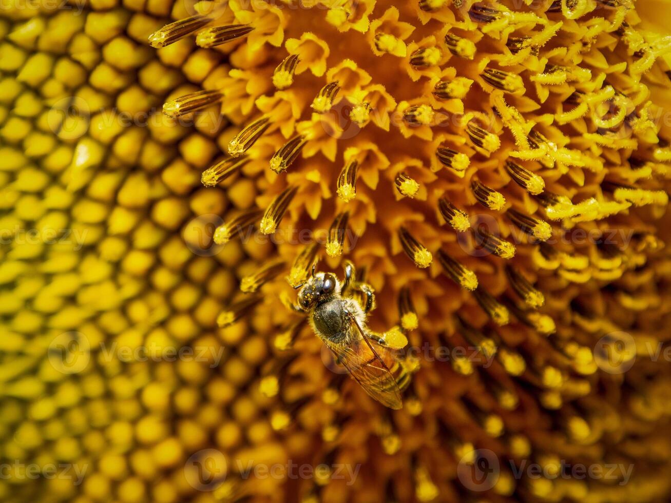 Bee collects nectar from a sunflower photo