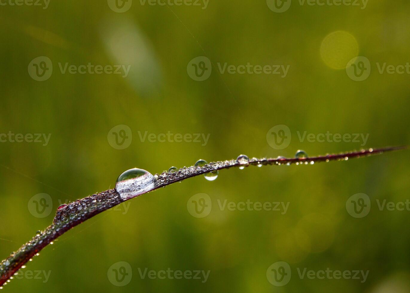 closeup of raindrops on leaves photo