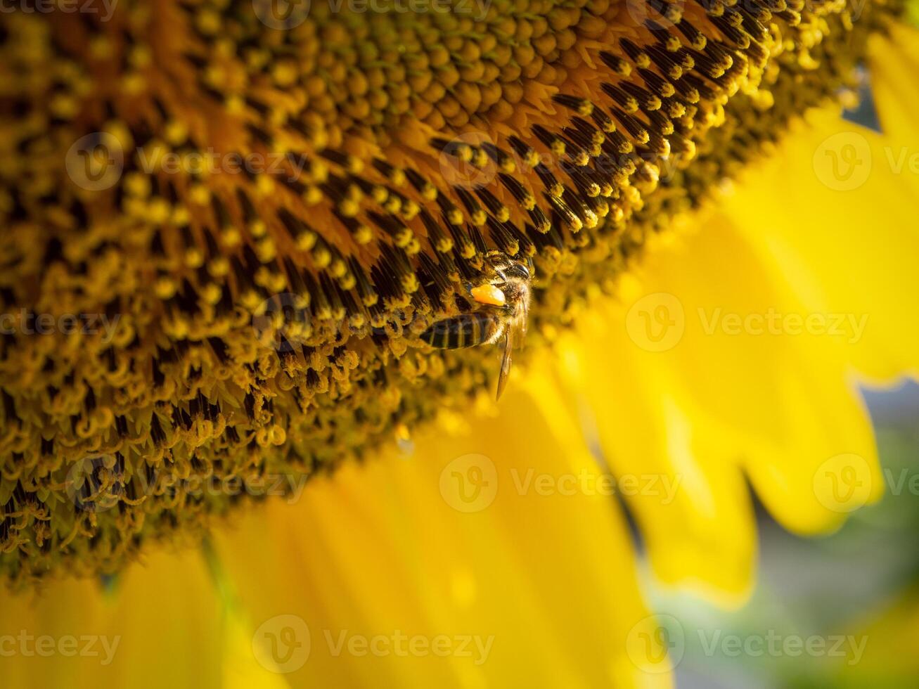 abeja recoge néctar desde un girasol foto