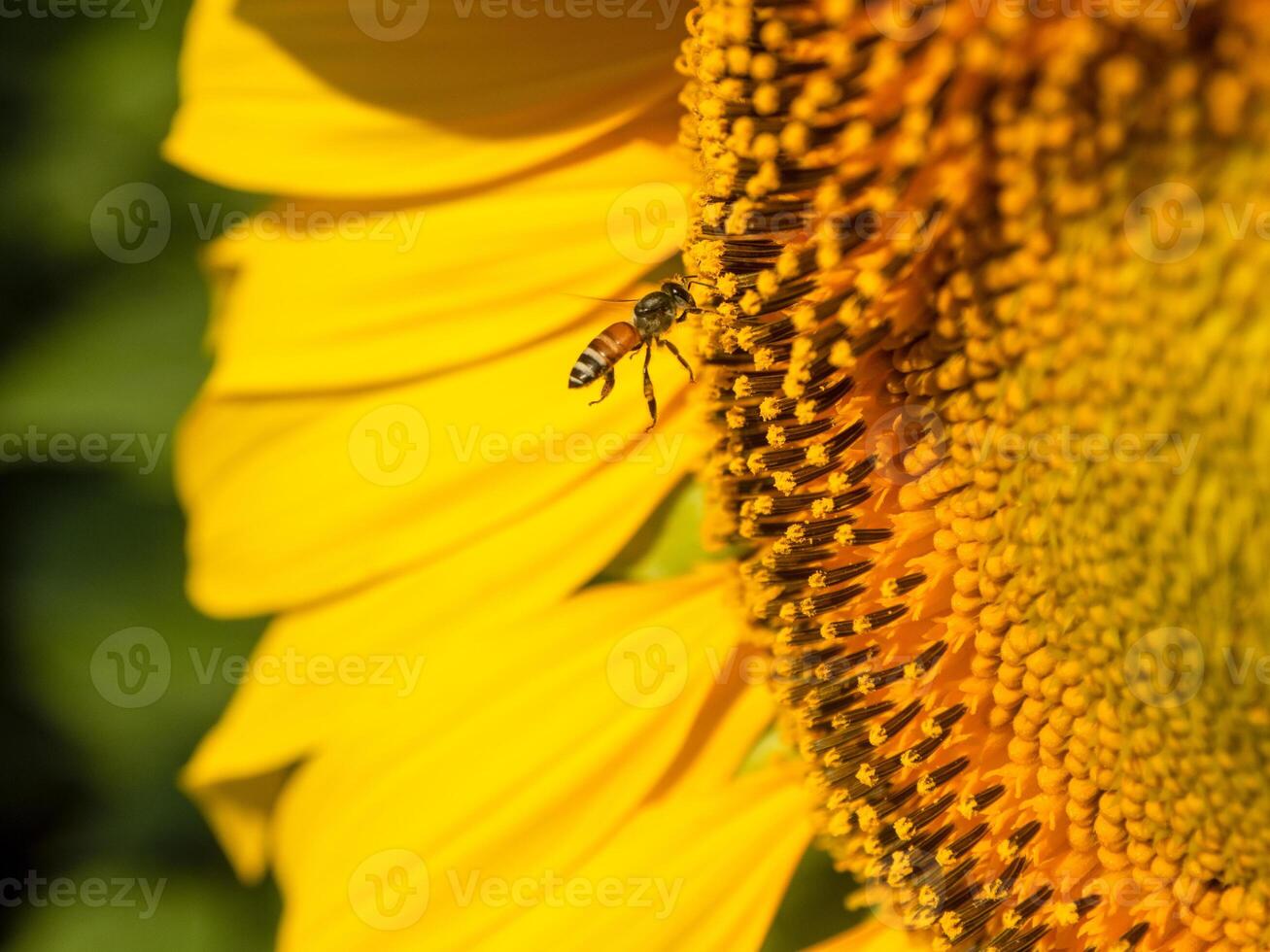 Bee collects nectar from a sunflower photo