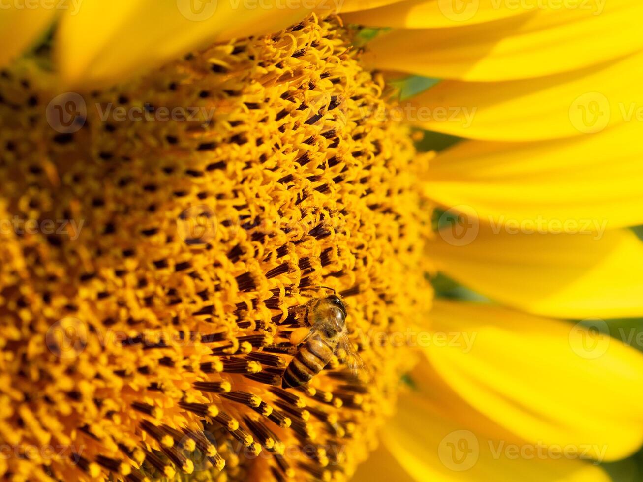 Bee collects nectar from a sunflower photo