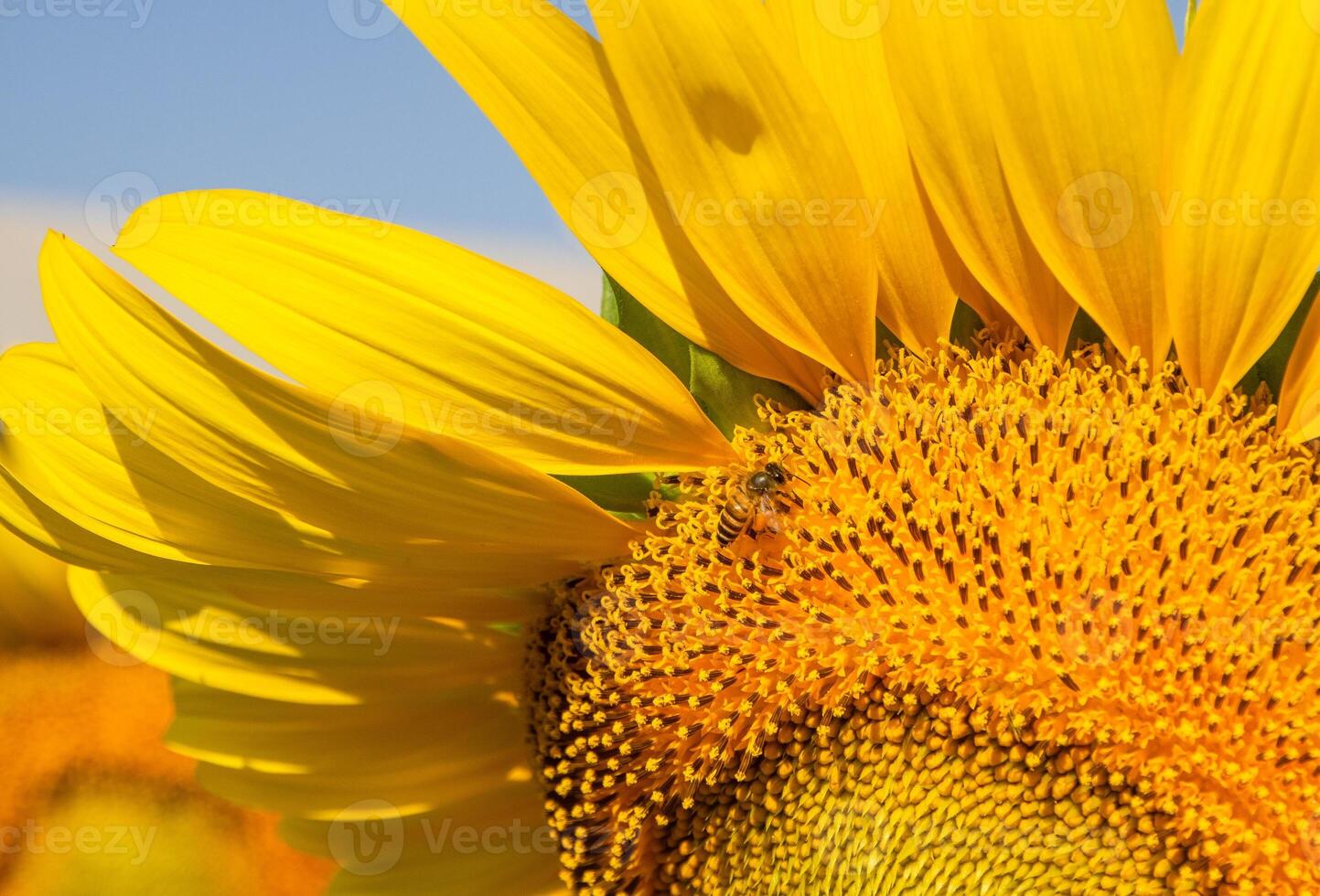 Close up view of bee collects nectar from a sunflower photo