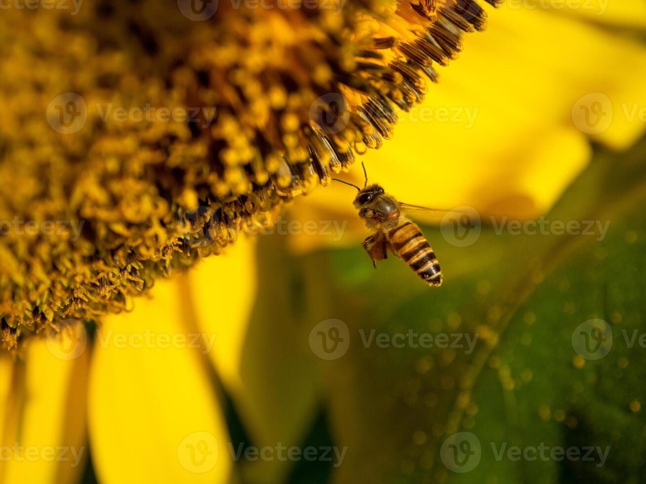 Bee collects nectar from a sunflower photo