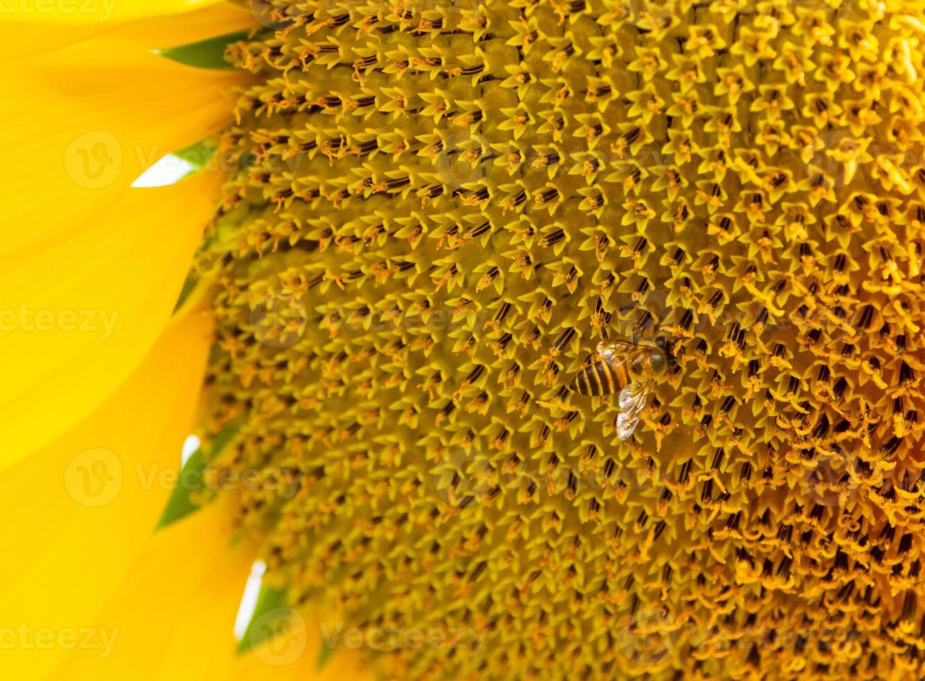 Bee collects nectar from a sunflower photo