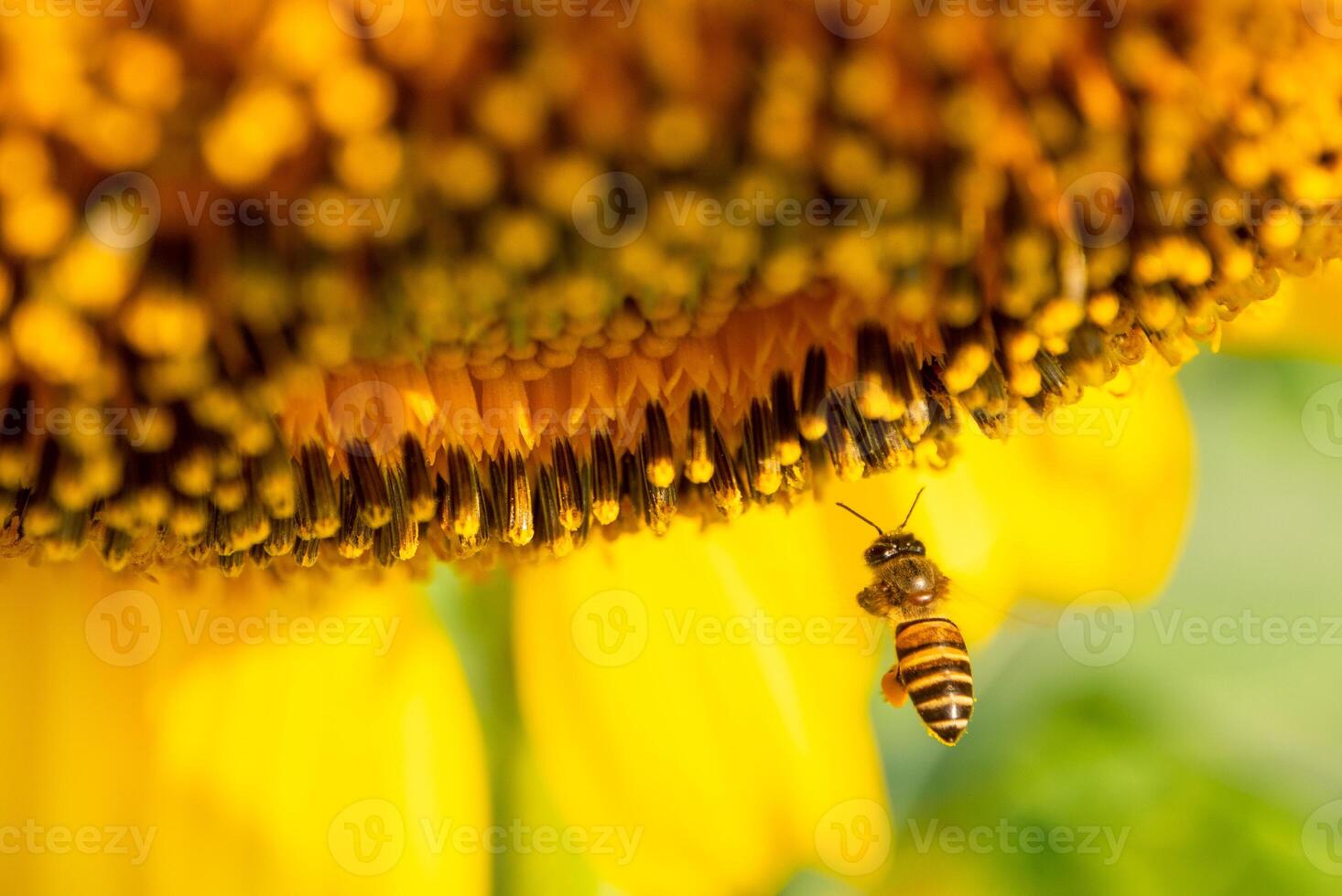 Bee collects nectar from a sunflower photo
