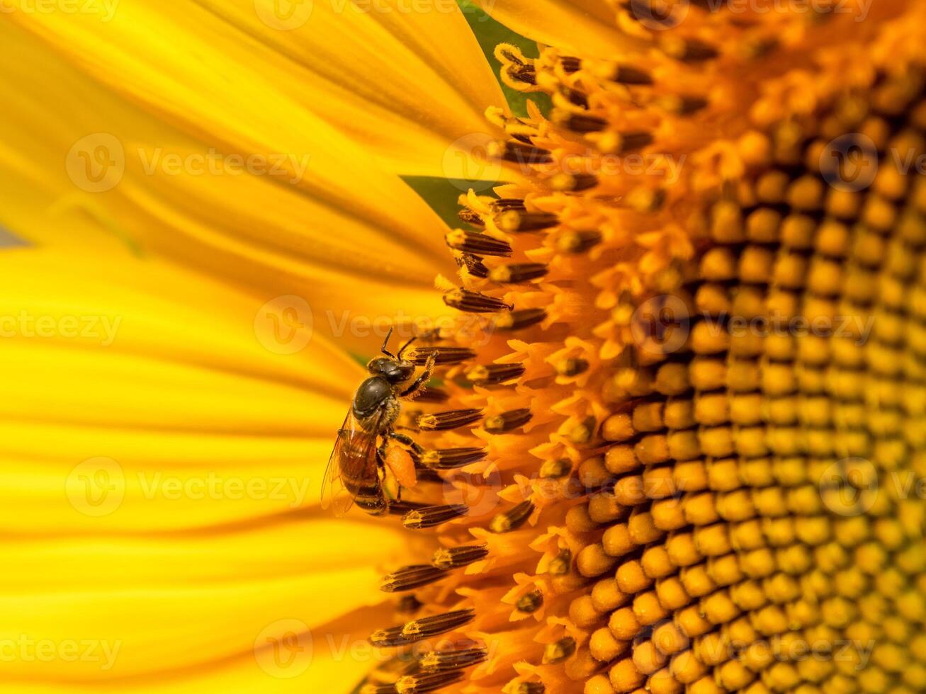 Bee collects nectar from a sunflower photo