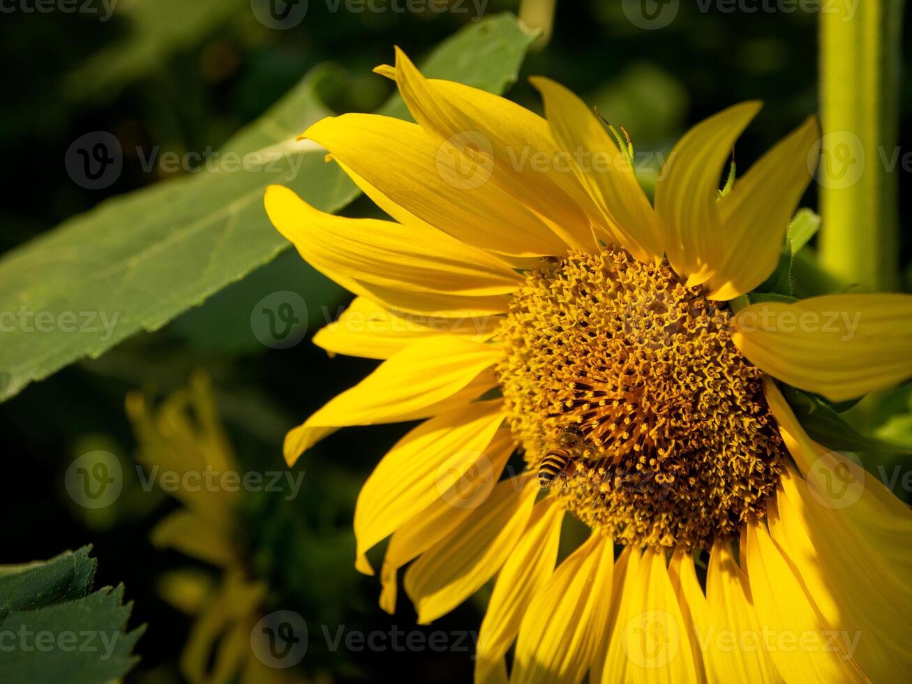 Bee collects nectar from a sunflower photo