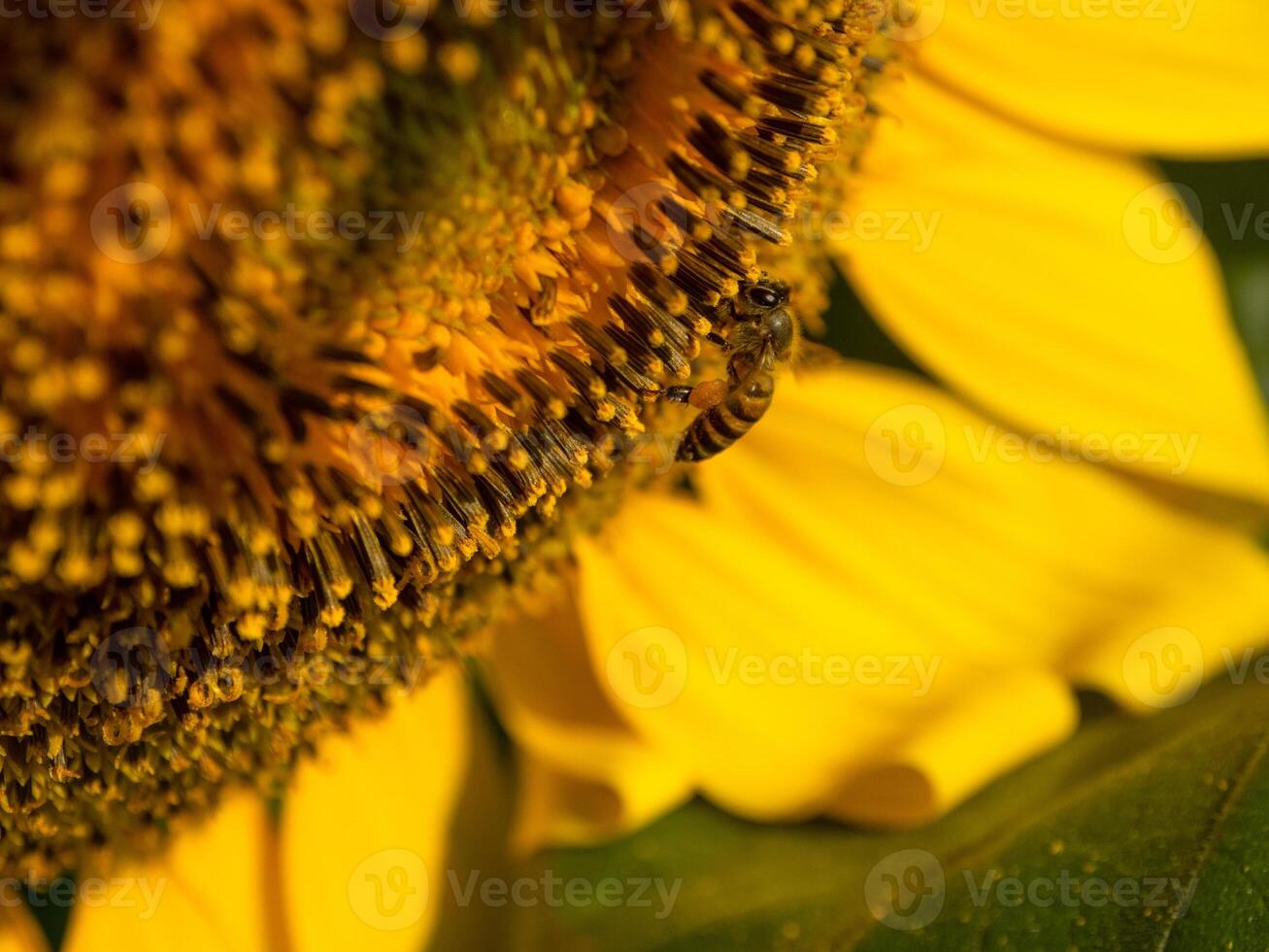 abeja recoge néctar desde un girasol foto