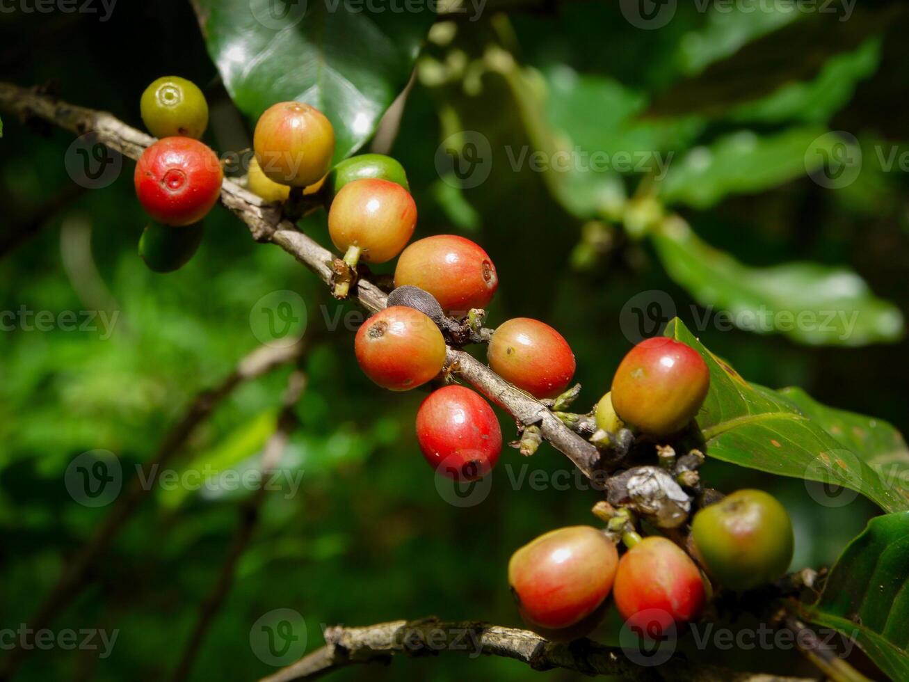 Coffee beans, fresh coffee beans, leaves. photo