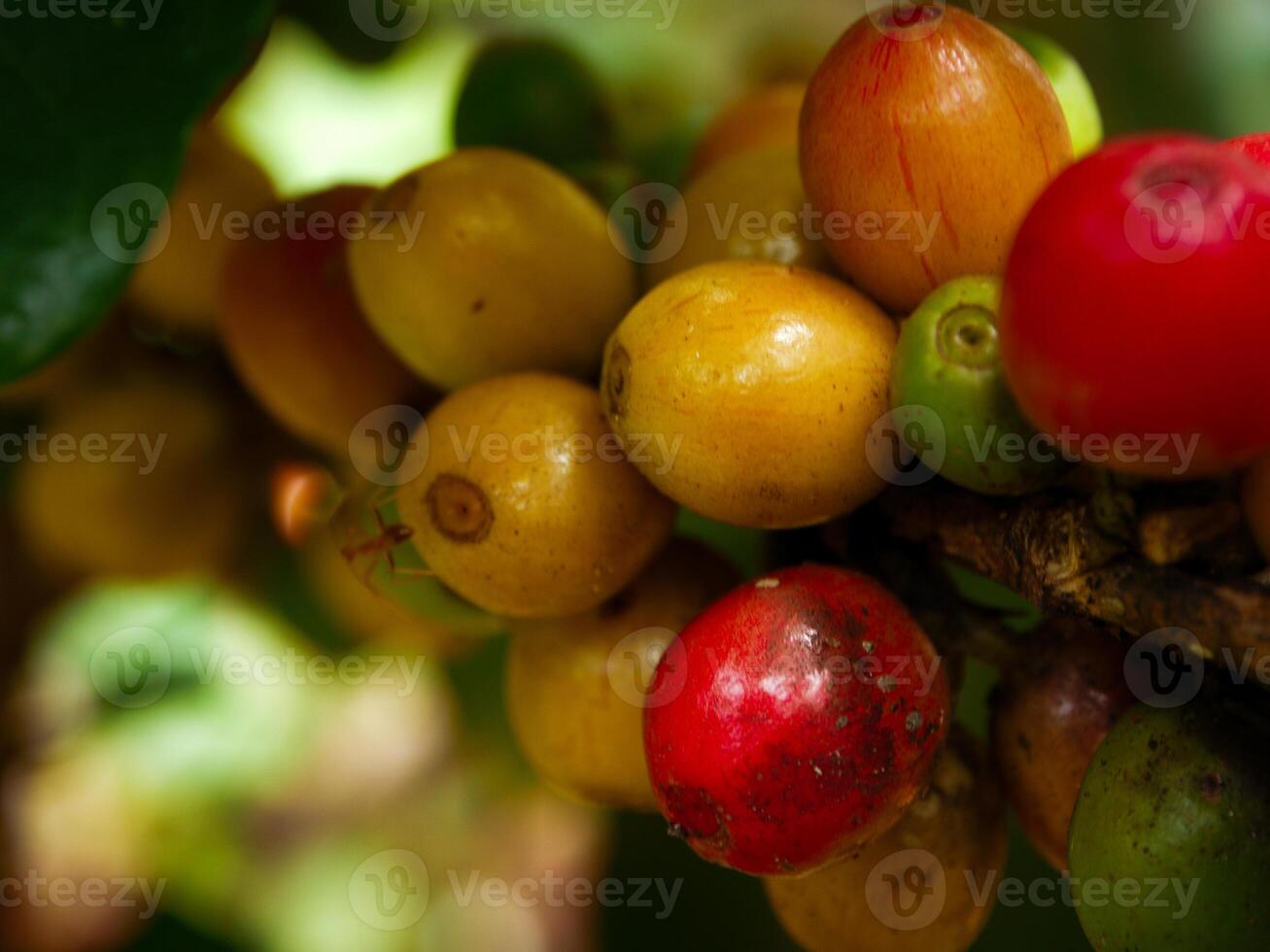 Coffee beans, fresh coffee beans, leaves. photo