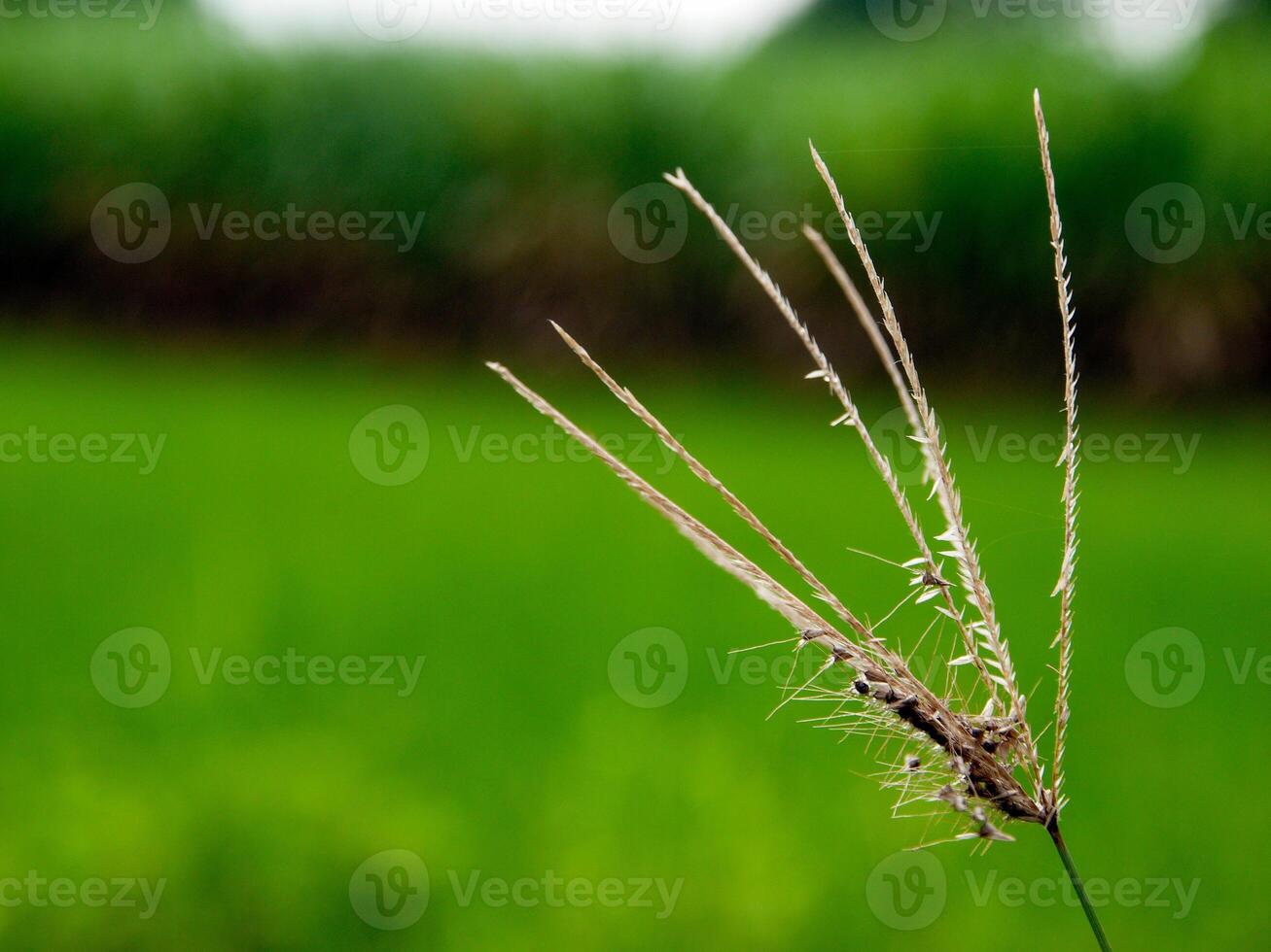 morning grass Flowers sunshine photo