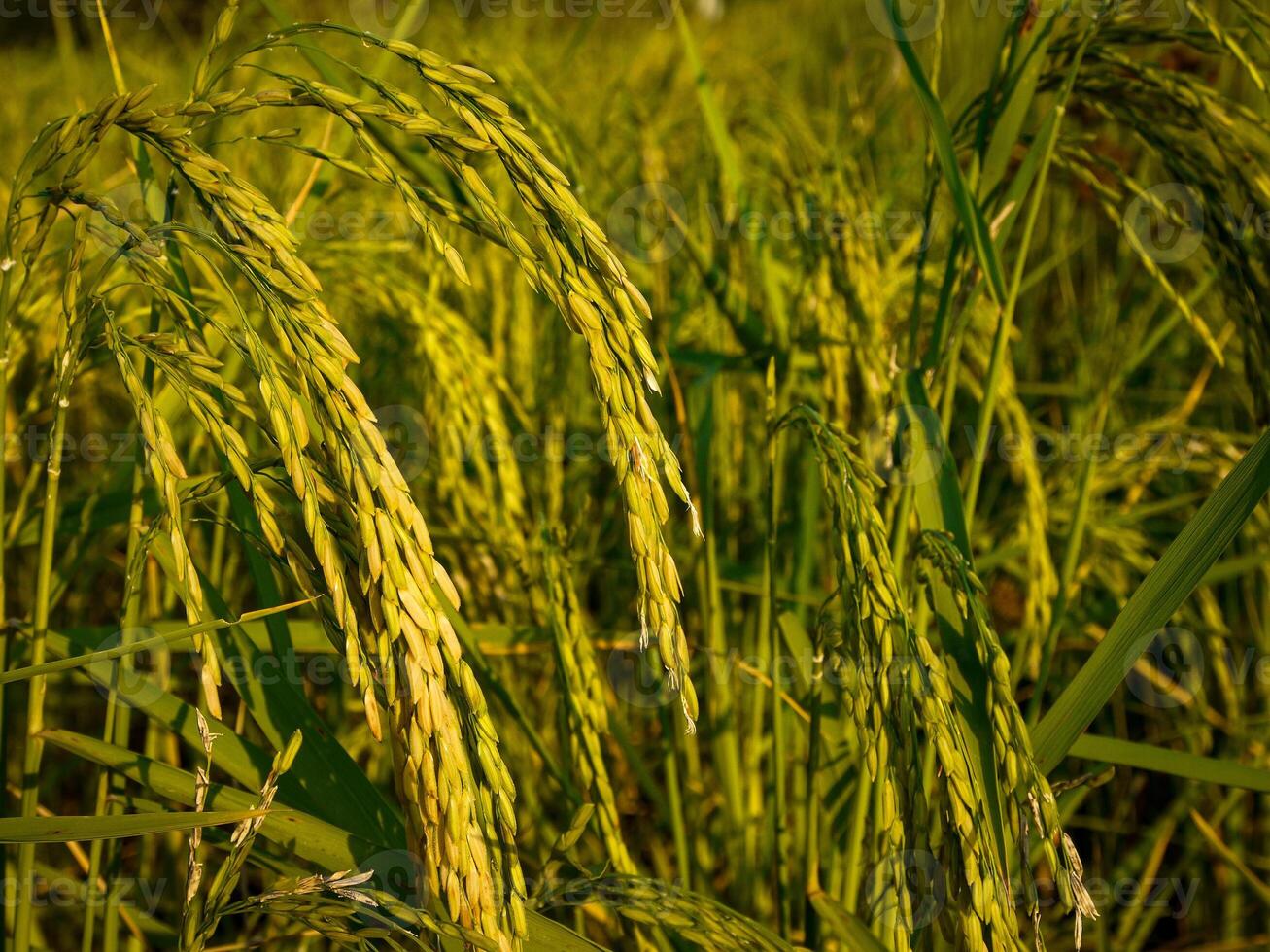 Rice field at sunset. photo