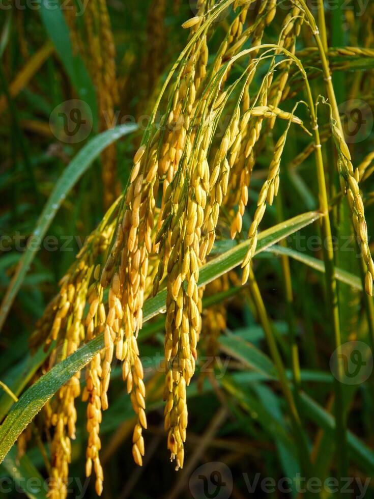 Rice field at sunset. photo