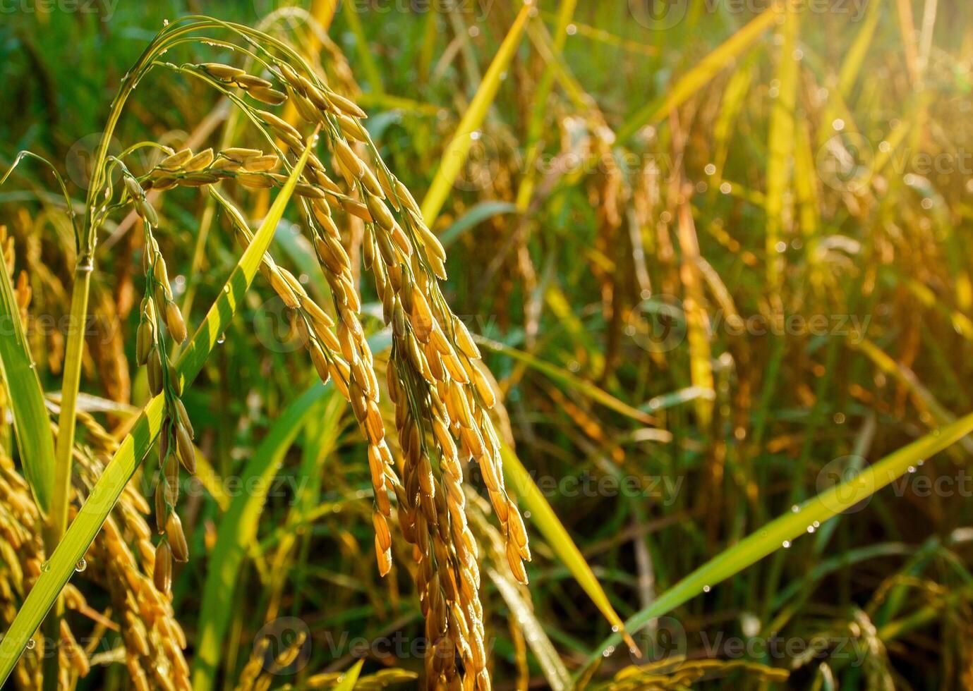 Rice field at sunset. photo