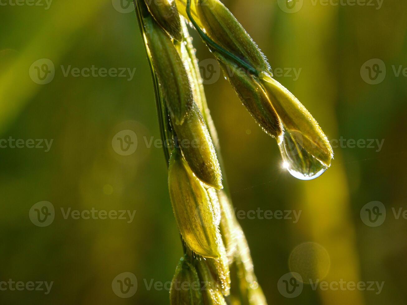 Rice field at sunset. photo