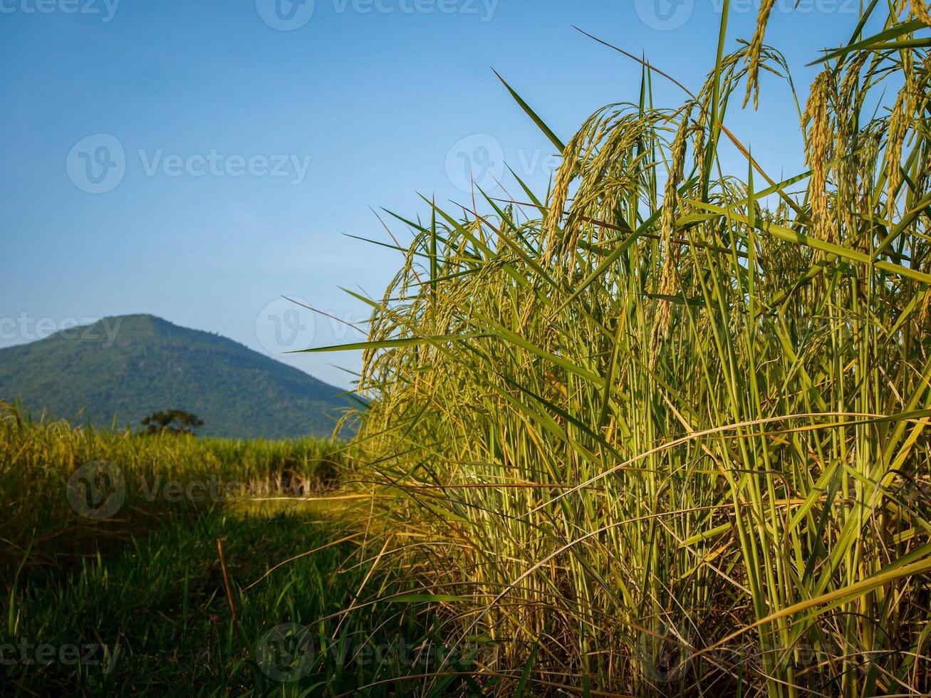 Rice field at sunset. photo