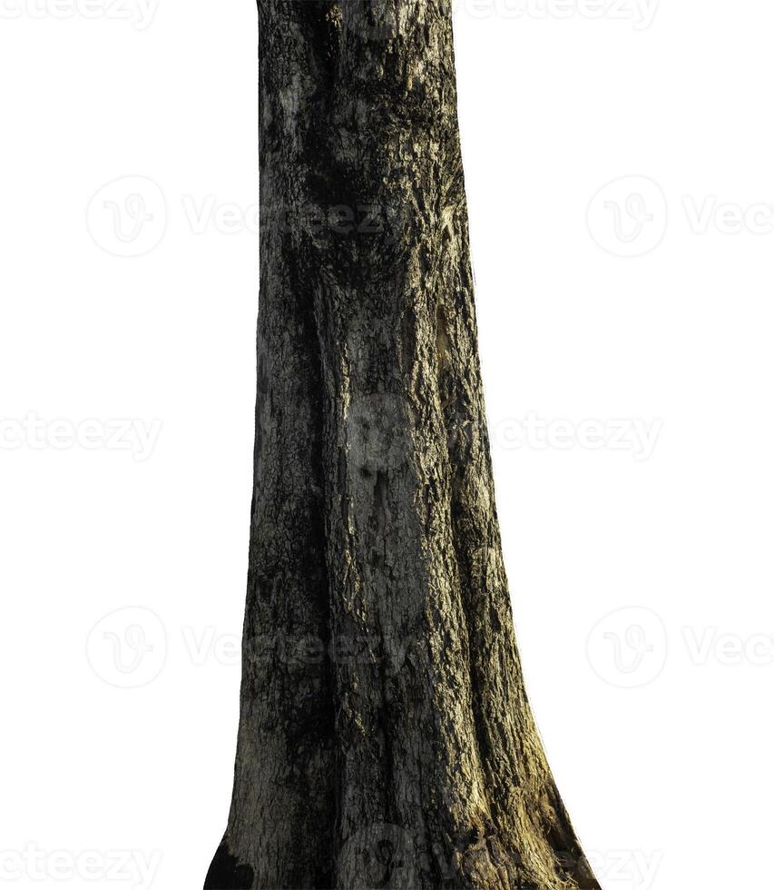 Trunk of a Tree Isolated On White Background photo