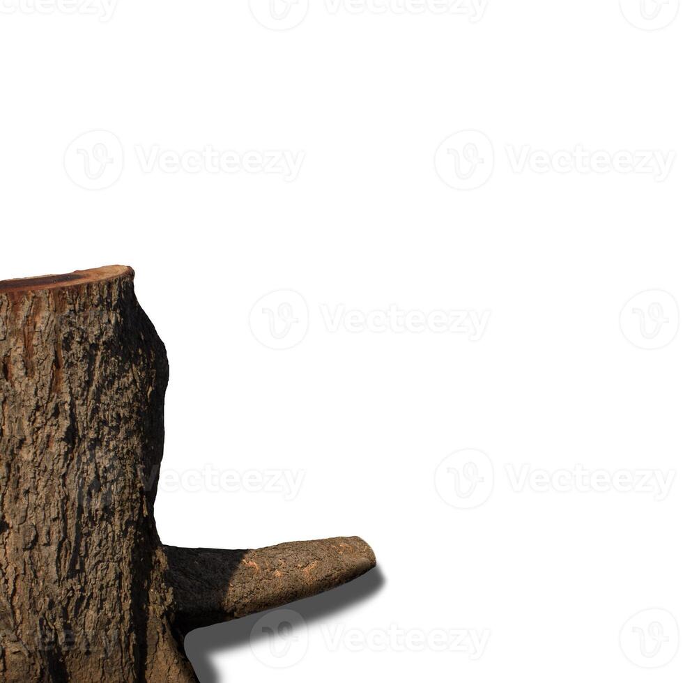 Tree trunk textured On White Background photo