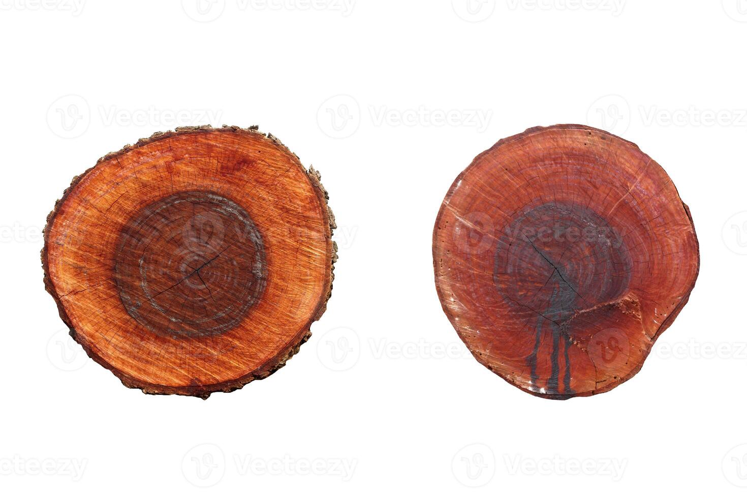 Round cut down tree with annual rings as a wood texture. photo