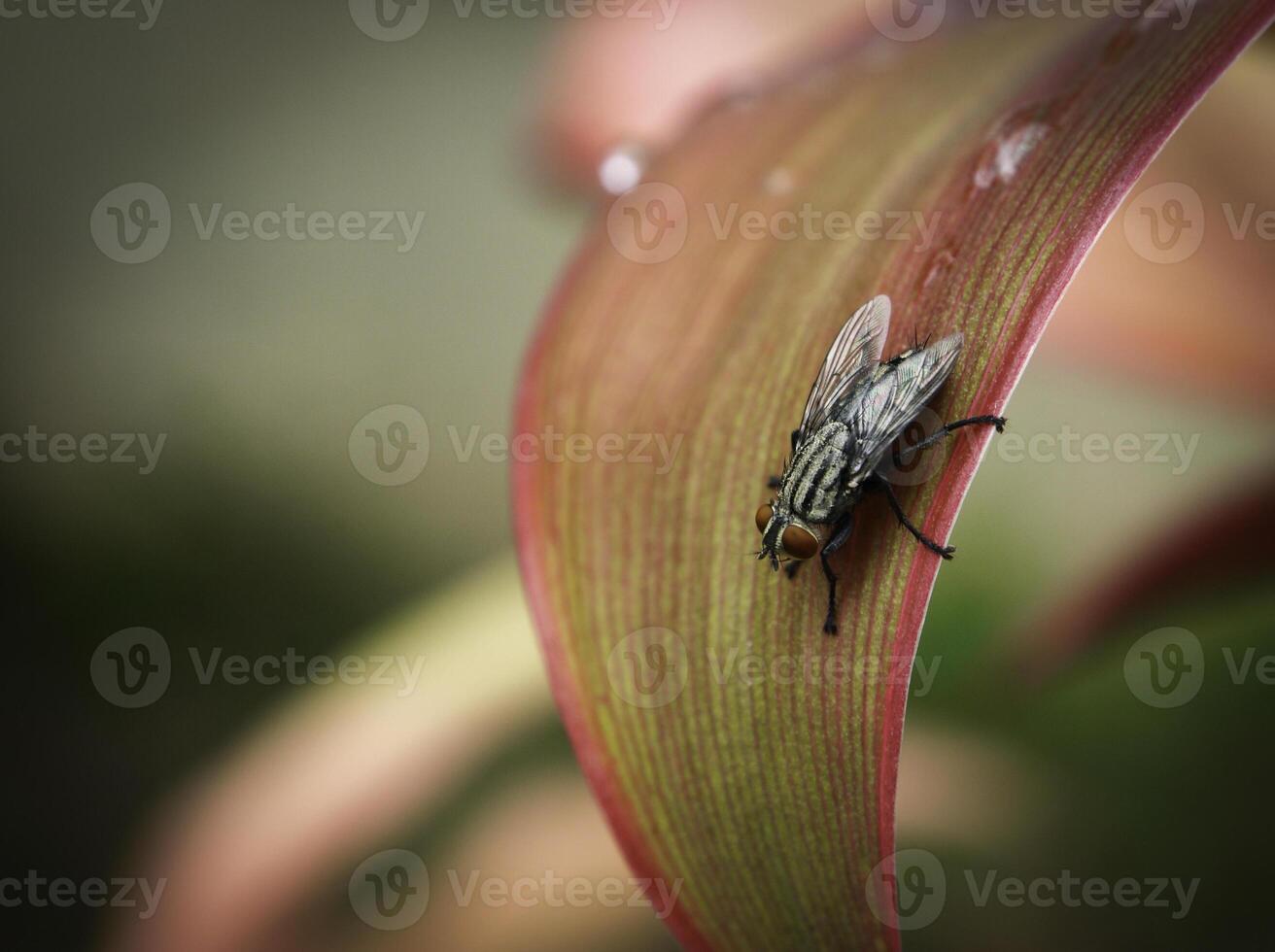 macro fotografía de soplar mosca foto