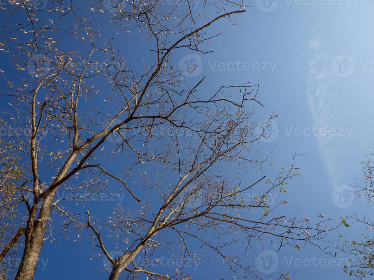 Trees, twigs and sky, forest photo