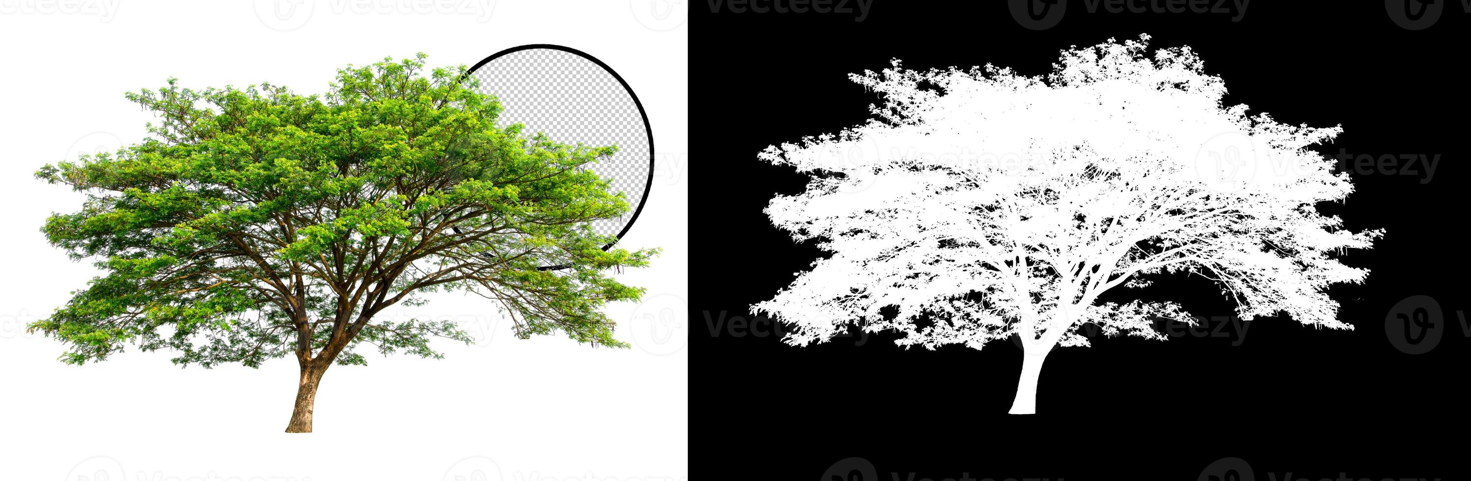 isolated tree on transparent picture background with clipping path, single tree with clipping path and alpha channel on black photo