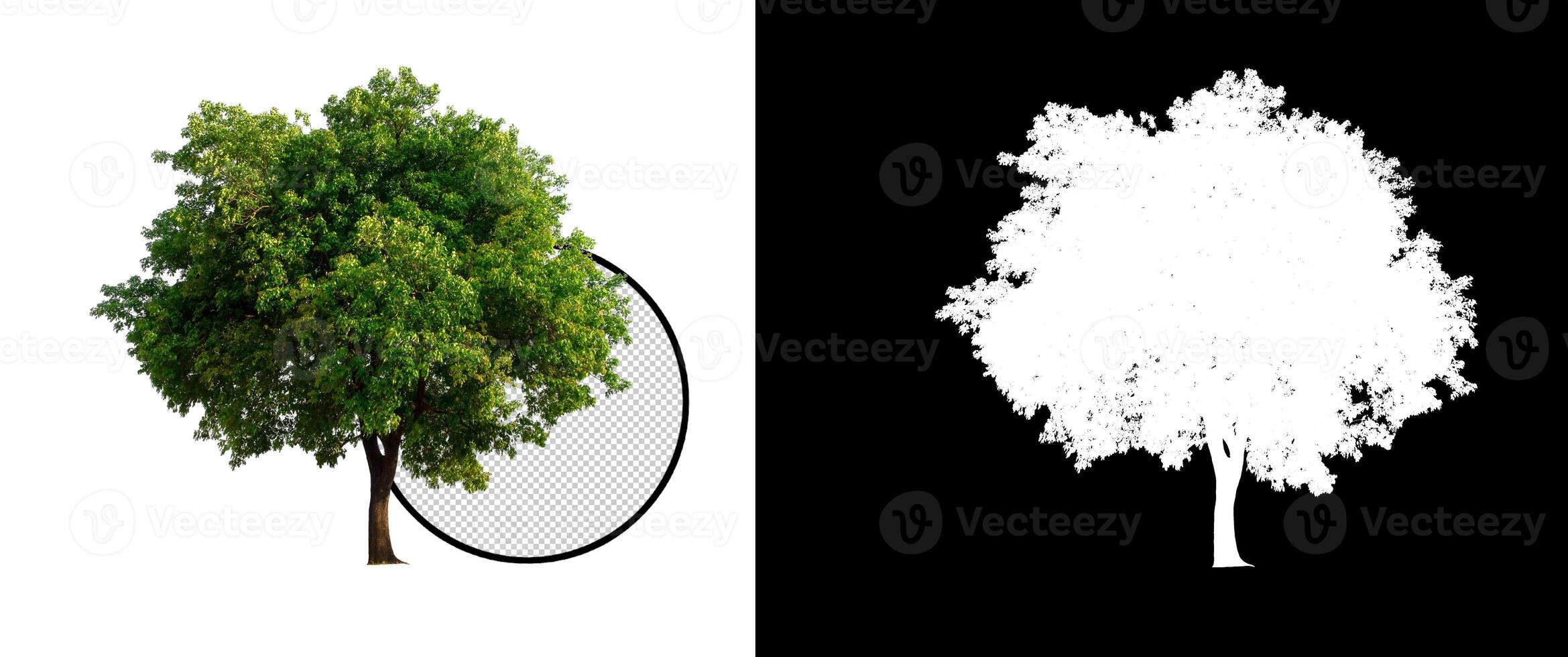 isolated tree on transparent picture background with clipping path, single tree with clipping path and alpha channel on black photo