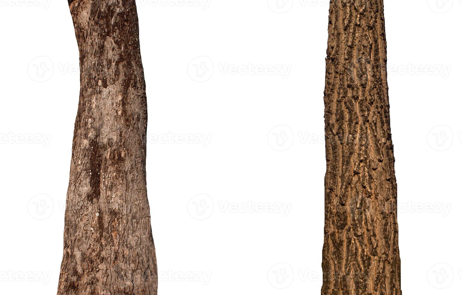 Trunks isolated on white background. photo