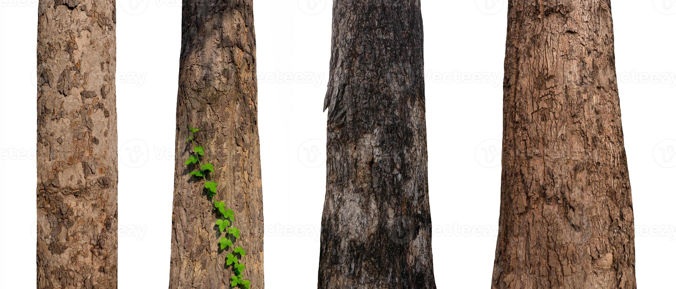 isolated tree trunk Collection on White Backdrop photo